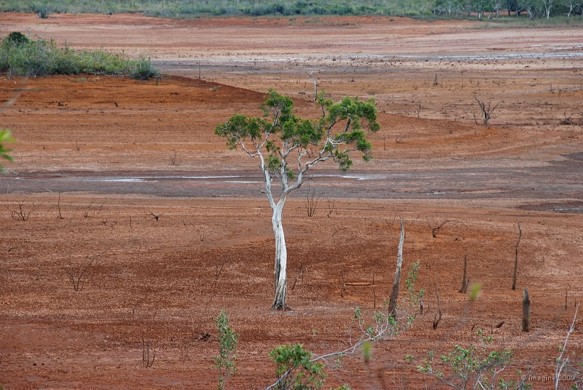 10.76- Un arbre a survecu a l'inondation artificielle.JPG
